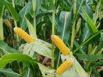 Bild 2:Bio-Silomais lose