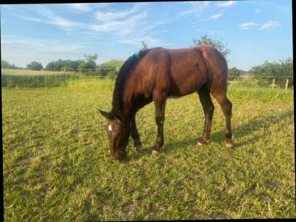 Bild 4:Noriker Stutfohlen