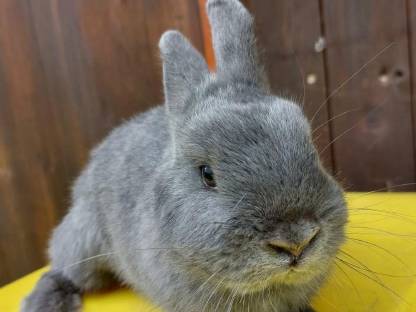 Bild 3:Farbenzwerge blau