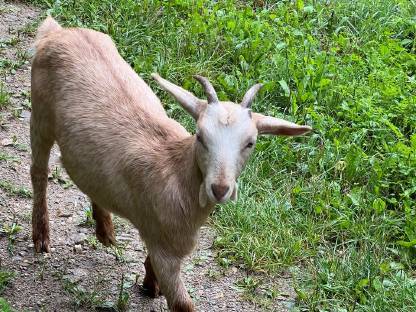 Bild 8:Weibliche Ziegen 4 Monate alt Anglo Nubier Mix