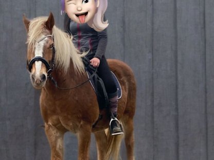 Bild 3:Haflingerwallach, 2005, Beisteller/Freizeitpferd - Handicap