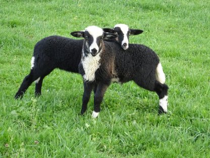 Bild 9:KRAINER STEINSCHAF Zuchtbock (Widder) gekört