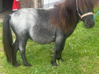 Bild 3:Hengstjährling