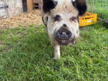 Bild 3:Kune Kune Schwein