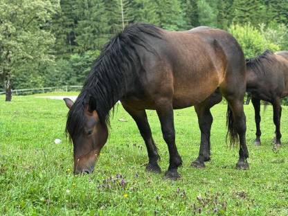 Bild 8:Norikerstute Lina