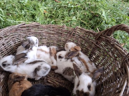 Bild 2:Kaninchen, Fleischhasen/Schlachthasen