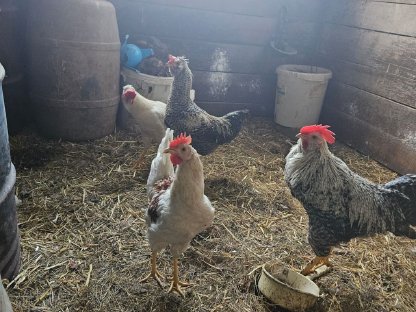 Bild 3:3 Hähne zu verkaufen