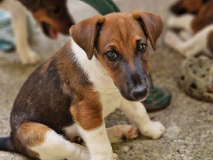 Bild 2:Reinrassige Foxterrier-Welpen, jagdlich