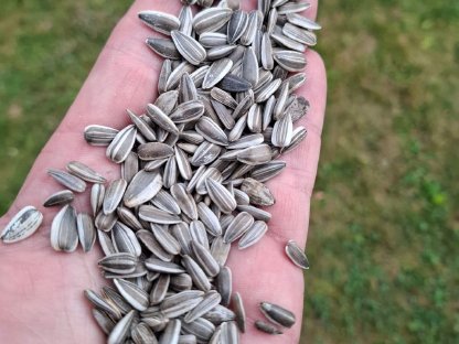 Bild 4:Sonnenblumenkerne Vogelfutter