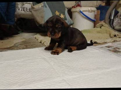 Bild 3:Brandelbracke