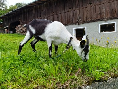 Bild 3:HB-fähiges Pfauenziegenkitz
