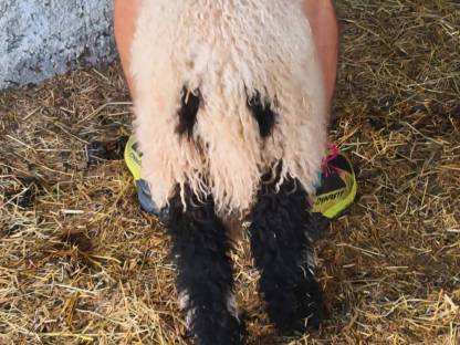 Bild 9:Walliser Schwarznasen Widderlämmer Bio