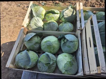 Bild 5:Weißkraut, Kohl