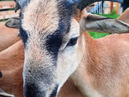 Bild 2:Kamerunschafe ca. 5 Monate alt