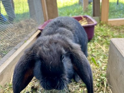 Bild 4:Deutsche Widder Hasen