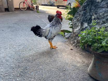 Stoapiperl Zwerghuhn Gockel Hahn