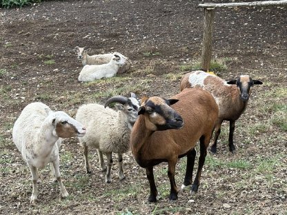 Bild 2:Kamerun/Kamerun-Mix