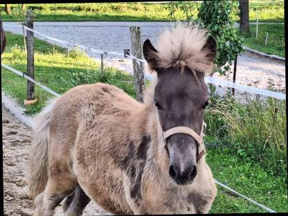 Bild 4:Windfarbenes Isi-Stutfohlen