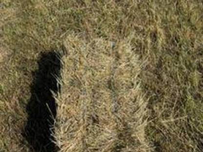 Bild 2:Heu