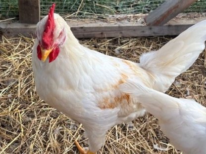 Bild 2:Zwei Stück Hähne