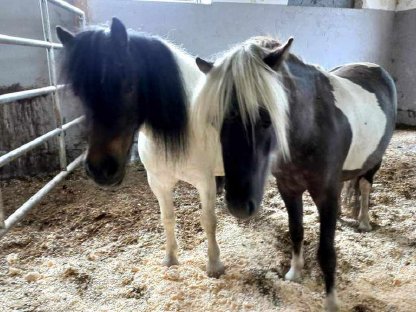 Bild 5:Pony Reitbeteiligung