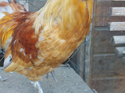 Bild 4:Sulmtalerhahn und Zwerghahn abzugeben