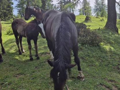 Bild 4:Noriker Rappstute