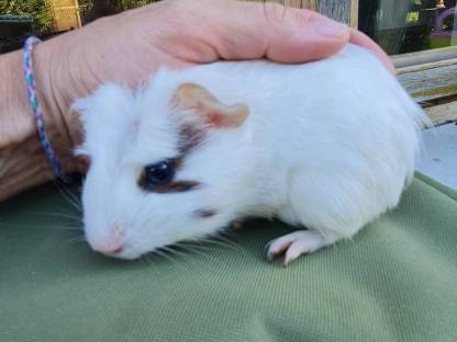 Meerschweinchen