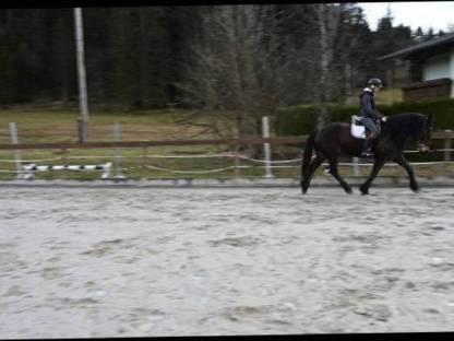 Bild 8:Sportliche Norikerstute - Benita