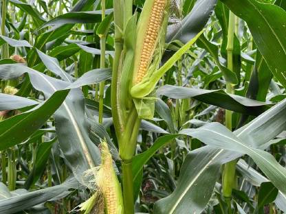 Bio Silomais ab Feld oder in Ballen