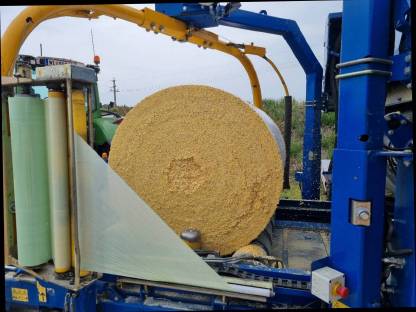 Bild 3:Neue Ernte 2025 - Häckselmais, CCM Musmais, Futterrüben