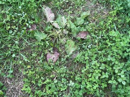 Bild 3:Ampferbekämpfung mit Rumex