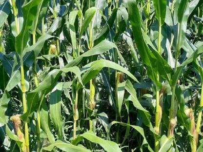 Bild 2:Bio Austria Mais