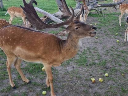 Bild 2:Damhirsch Damwild