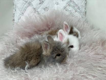 Bild 5:Zwerghase Kaninchen Zwergkaninchen Löwenkopf Teddy