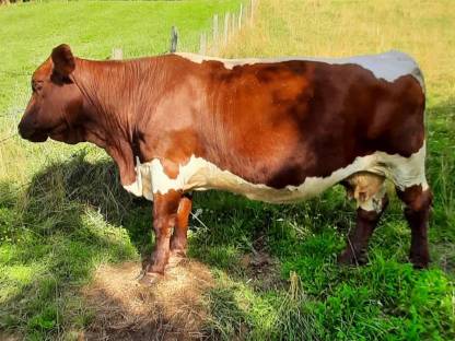 Bild 2:Pinzgauer Kuh