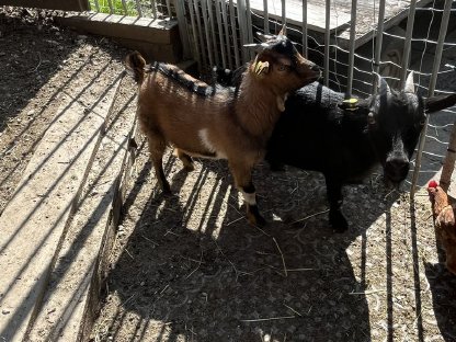 Bild 2:Minizwergziegenbock