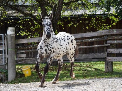Bild 3:Heimat Vulkan Noriker Tiger Hengstfohlen zu verkaufen