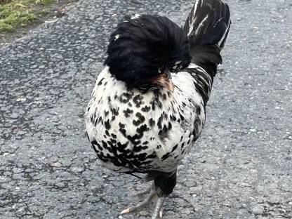 Bild 5:Zwergpaduaner Zwerghühner gestruppt Strupphuhn