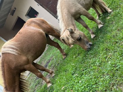 Ponys