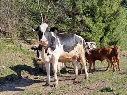 Bio Erstlingskuh