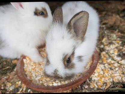 Bild 4:Einige schöne Löwenkopf-Zwergkaninchen