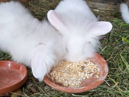 Bild 6:Zwergkaninchen in verschiedenen Farben