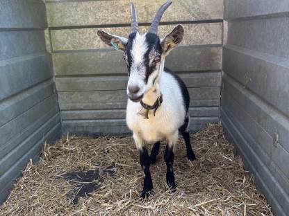 Bild 2:Pfauenziegenkitz