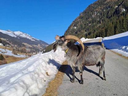 Bild 8:Blobe Ziegen,  Herdenbuch