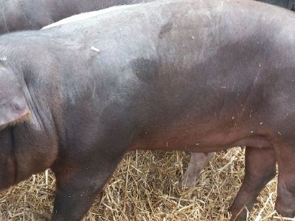 Bild 3:Bio Jungsauen Duroc und Edelschwein