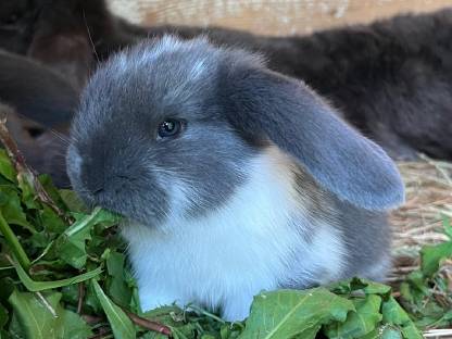 Bild 3:Deutsche Widder