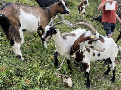 Bild 2:Tauernschecken-Mix