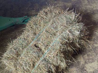 Bild 3:Heu HD-Ballen 1. Schnitt 2025, Bioland, staubarm und trocken