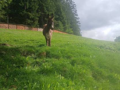 Eselstutfohlen
